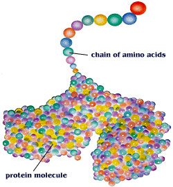 amino-acid-chain